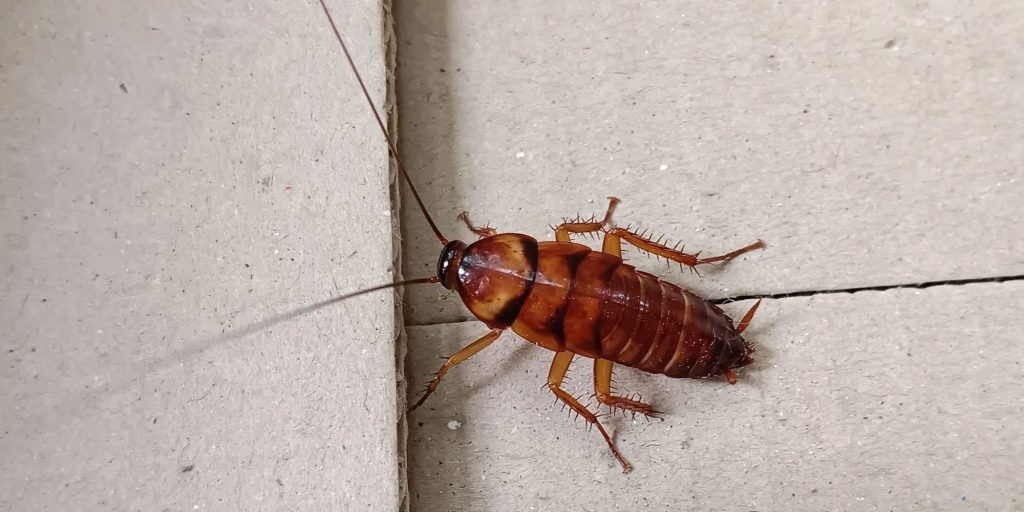 ar cockroach